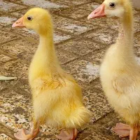 جوجه قوغاز چینی. ..    قوغاز.   یک ماهه