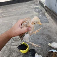 جوجه مرغ بومی