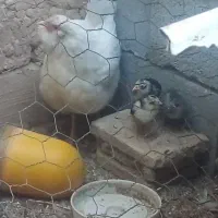 مرغ گلین