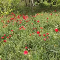 فروش باغ فول ( حسن آباد )