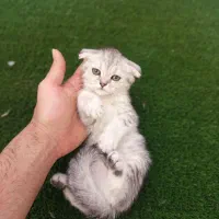اسکاتیش بریتیش نر