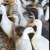 اردک فقط ۵۰۰