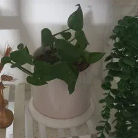 گل و گلدان