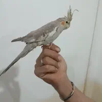 عروس هلندی