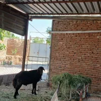 گوسفند شیشک نر