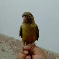طوطی گرنچیک