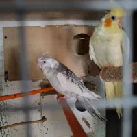 جفت عروس هلندی مولد