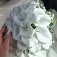 گل عروس شیپوری