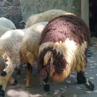 میش