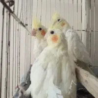عروس هلندی جوجه دستی