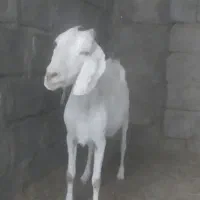 2 عدد بز مورسیا و سانا آبستن نزدیک معامله با میش