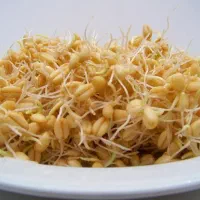 جوانه گندم