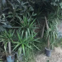 فروش یوکا بنسای تنه دار