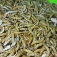 میلورم زنده درجه یک