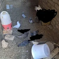 کبوتر|پرنده|قم, بیست متری ولیعصر|دیوار