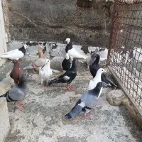 کبوتر