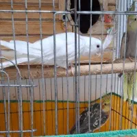 عروس هلندی، مرغ عشق ،طوطی