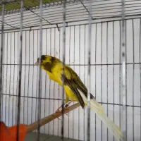 قناری نر و ماده سوپر و رسمی بلند آماده