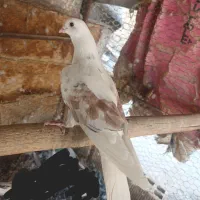 کبوتر دمگیر
