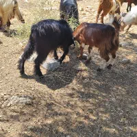 ،کهره چاق