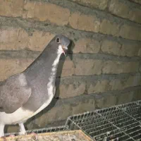 مطلق خرقه کناری تر