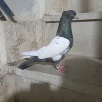 کبوتر کله