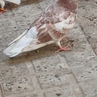 کفتر باخت رفته
