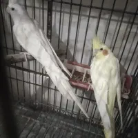 سرگرمی