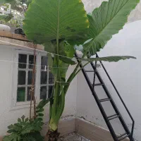 گل بابا آدم