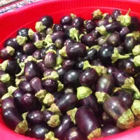 بادمجون ریز ترشی