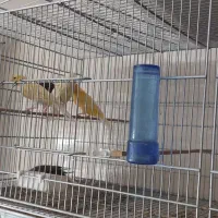 قناری تعداد رنگ روشن
