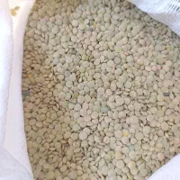 عدس تازه کاغذکنان