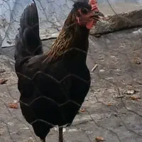 مرغ و خروس گلین کاکلی