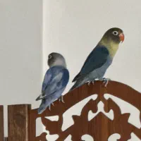 جفت کوتوله مخصوص تکثیر
