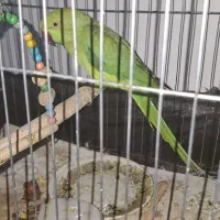 طوطی ملنگو ماده