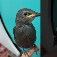 پرنده|پرنده|کاشان, فین بزرگ|دیوار