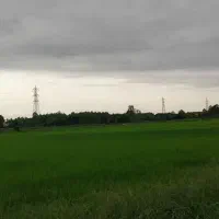 زمین-باغی-و-شالیکاری