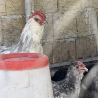 خروس گلین فول