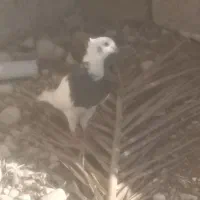 310|پرنده|خفر, |دیوار