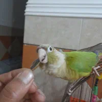 طوطی گرینچیک