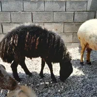 فروش فوری تعدادی کهره، بز و گوسفند