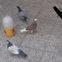 کفتر گمشده