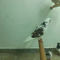 کبوترپرشتی