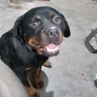 روتوایلر ماده ۲سال ونیم