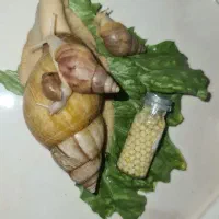 حلزون و پک نگهداری