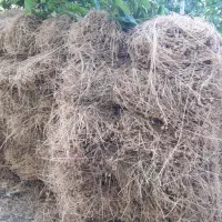 فروش یونجه باغی