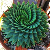 استاد آپاراتی و تعویض روغنی