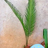 سیکاس|گل و گیاه طبیعی|لاهیجان, گلستان|دیوار