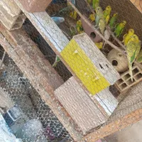 مرغ عشق پروانه ای ومعمولی|پرنده|بندرعباس, |دیوار
