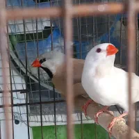 جفت فنچ کرواتی معاوضه